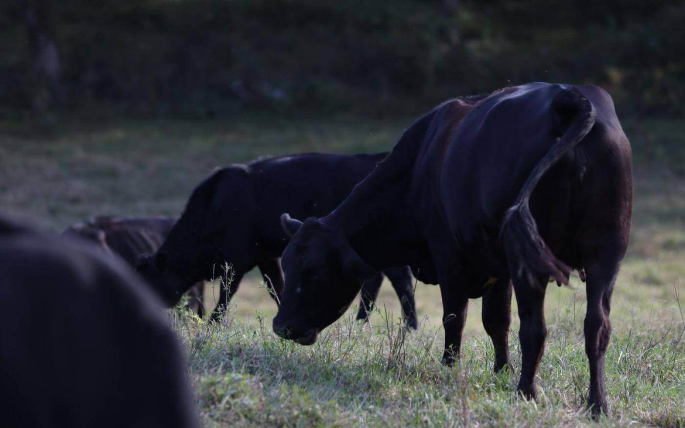 De vriendelijke koe, Black Angus
