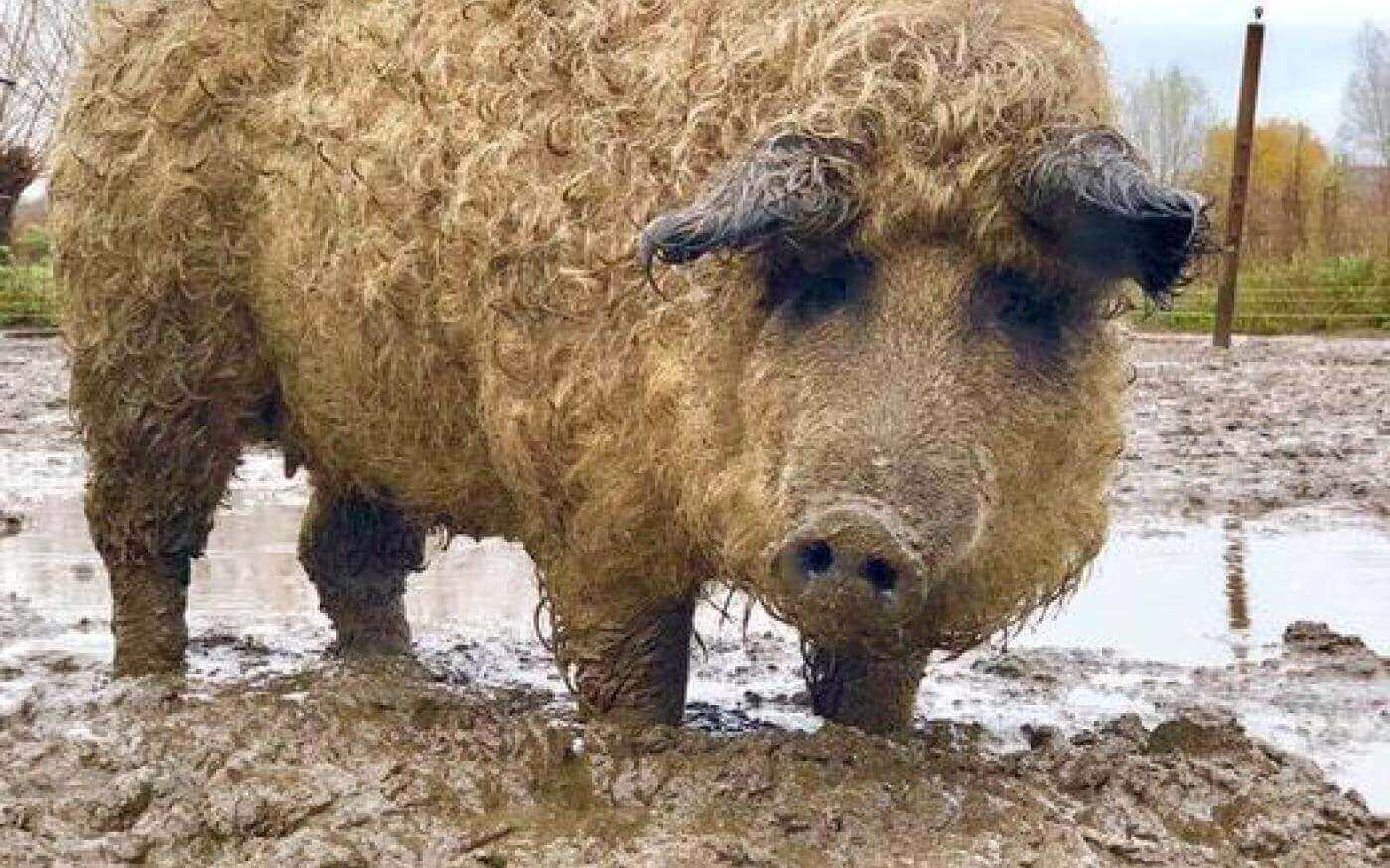 Het wolvarken, Mangalica