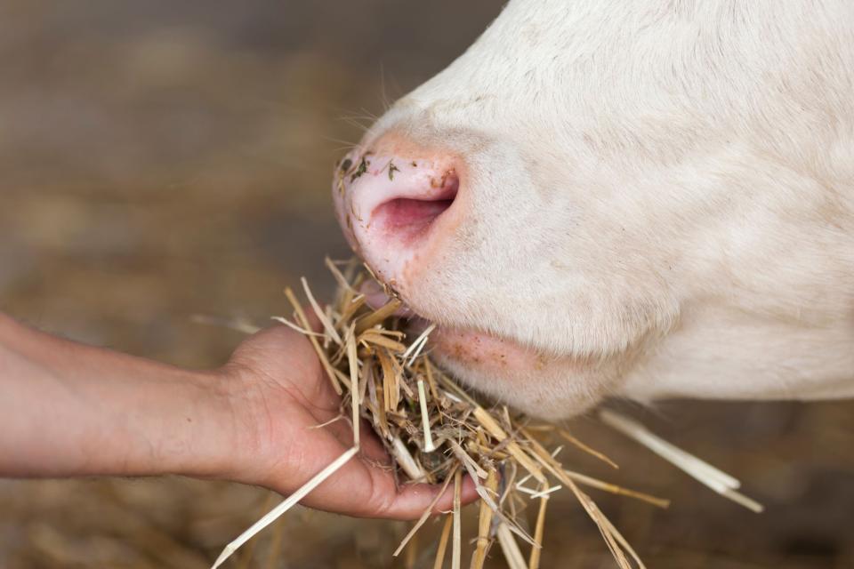 De voordelen van grasgevoerde dieren