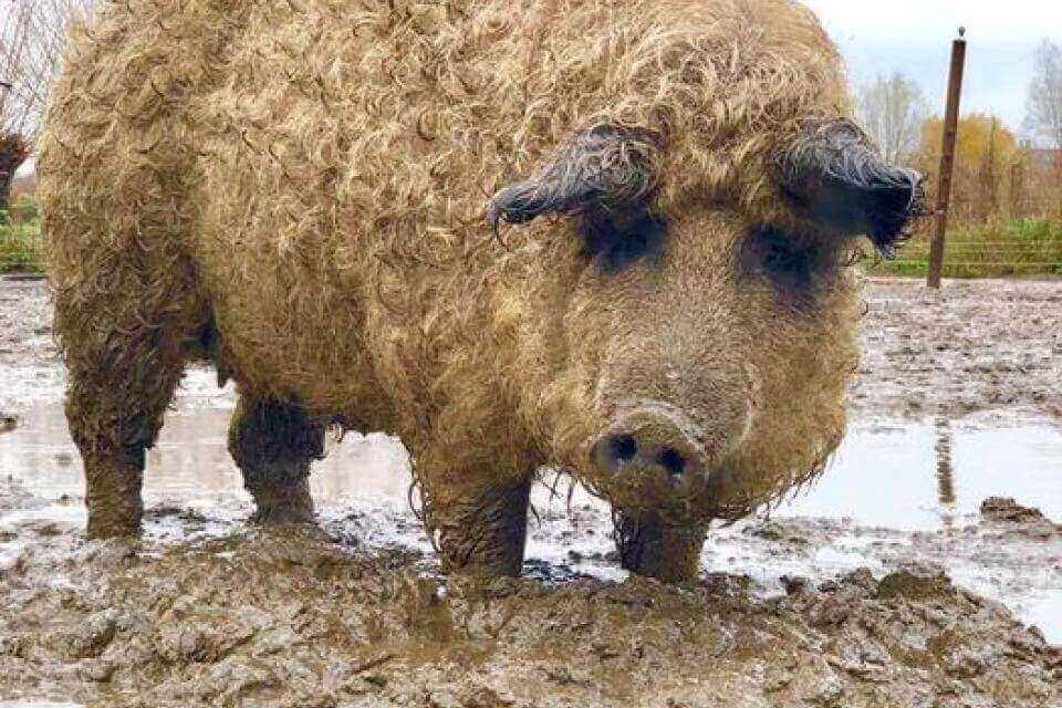 Het wolvarken, Mangalica